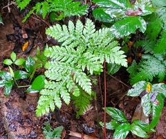 Macrothelypteris torresiana