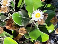 Pachystegia insignis