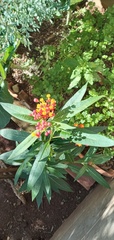 Asclepias curassavica