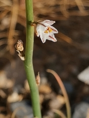 Asphodelus tenuifolius