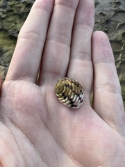 Nerita versicolor