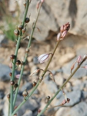 Asphodelus tenuifolius