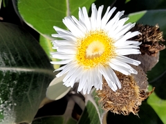 Pachystegia insignis