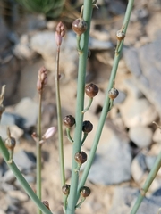 Asphodelus tenuifolius
