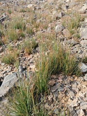 Asphodelus tenuifolius