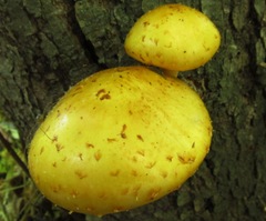 Pholiota aurivella
