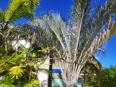 Dypsis decaryi