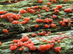 Tulasnella aurantiaca