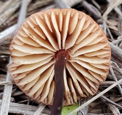 Marasmius plicatulus