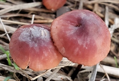 Marasmius plicatulus