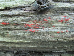 Tulasnella aurantiaca