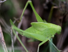 Amblycorypha oblongifolia