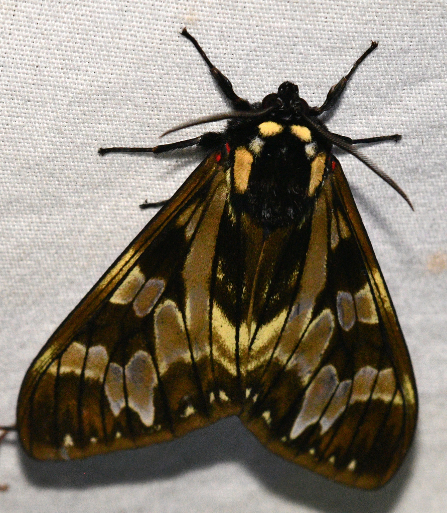 Dysschema palmeri