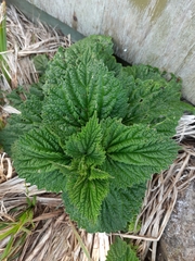 Urtica australis