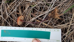 Marasmius plicatulus