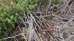 Marasmius plicatulus