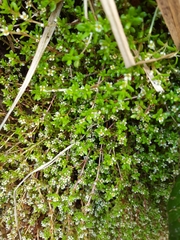 Crassula moschata