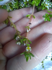 Crassula moschata