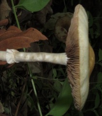 Agrocybe