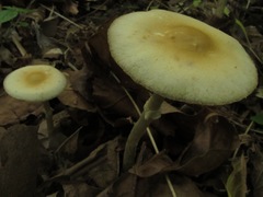Agrocybe