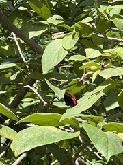 Biblis hyperia