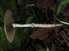 Agrocybe