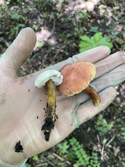 Hypomyces chrysospermus