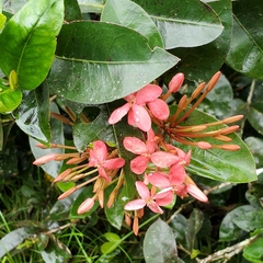 Ixora coccinea