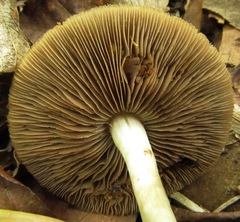 Agrocybe
