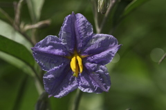 Solanum elaeagnifolium
