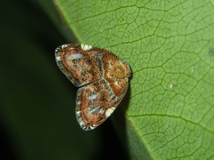 Ricanula