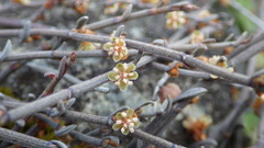 Muehlenbeckia ephedroides
