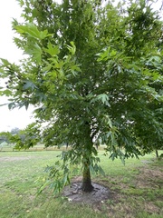 Platanus