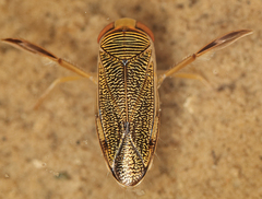 Corixinae