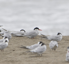 Sterna hirundinacea