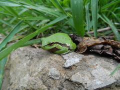 Hyla savignyi