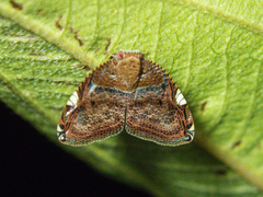 Ricanula
