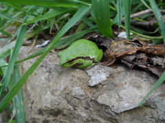 Hyla savignyi