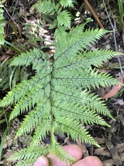 Leptolepia novae-zelandiae