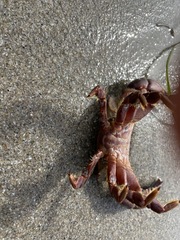 Cycloxanthops novemdentatus