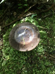 Amanita pekeoides
