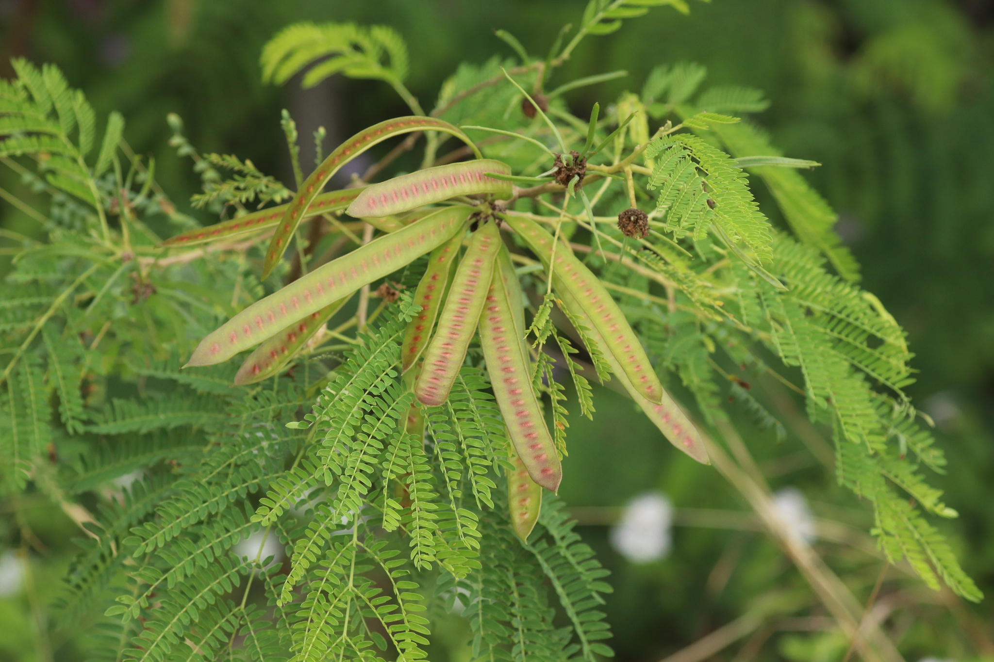 Leucaena leucocephala (Lam.) de Wit