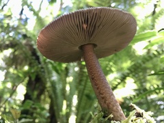 Amanita pekeoides