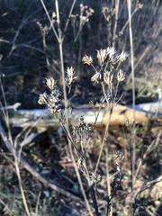 Verbena brasiliensis
