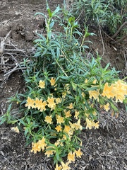 Diplacus longiflorus