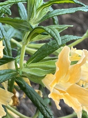 Diplacus longiflorus