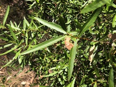 Denhamia cunninghamii