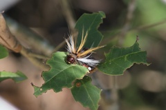 Halysidota ruscheweyhi