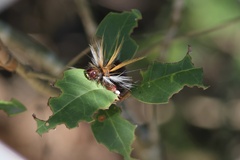 Halysidota ruscheweyhi