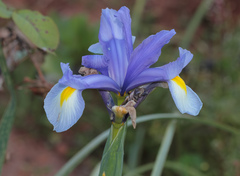 Iris xiphium